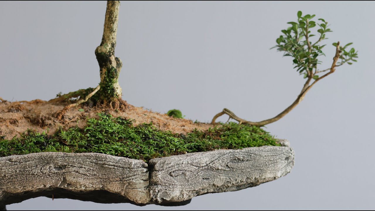Bonsai Yose-ue Bosque Sulzbeck - Poda de Raízes (Buxus sempervirens) vídeo 6