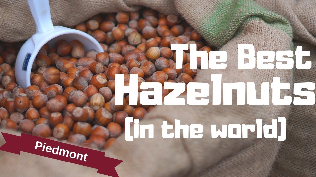 We Visited a Hazelnut Farm - Piedmont I