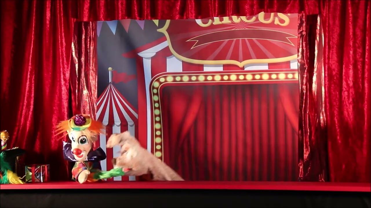 Blagues au cirque
