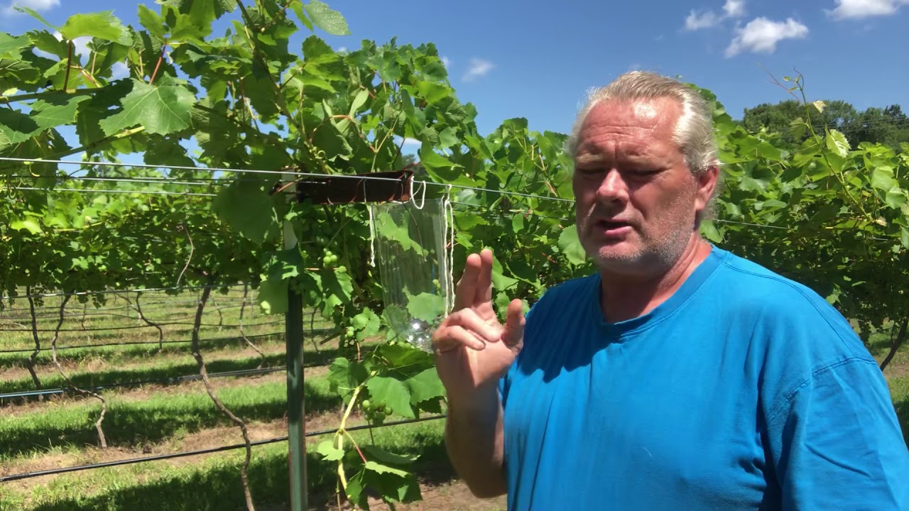 Air rooting wine grapes