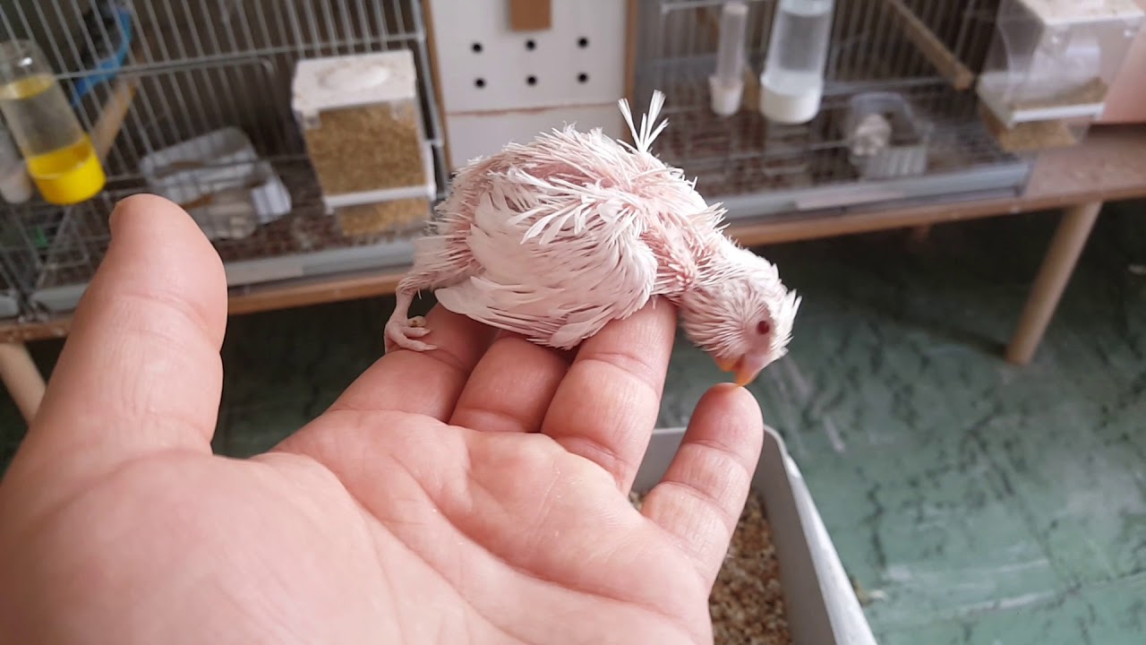 Muhabbet Kuşu Süpriz Yavrular ALbino Geldi
