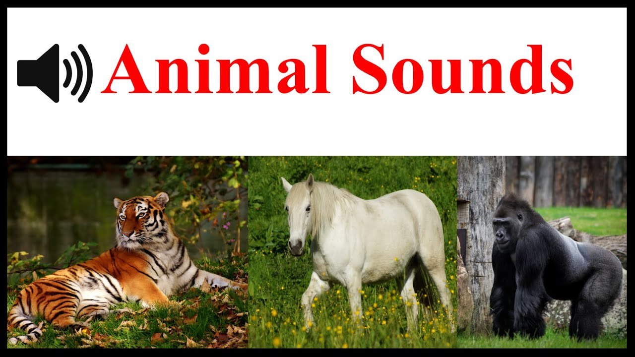 Learn Animal Sounds | Animal Sounds for Kids | Animal Sounds | Animal Names