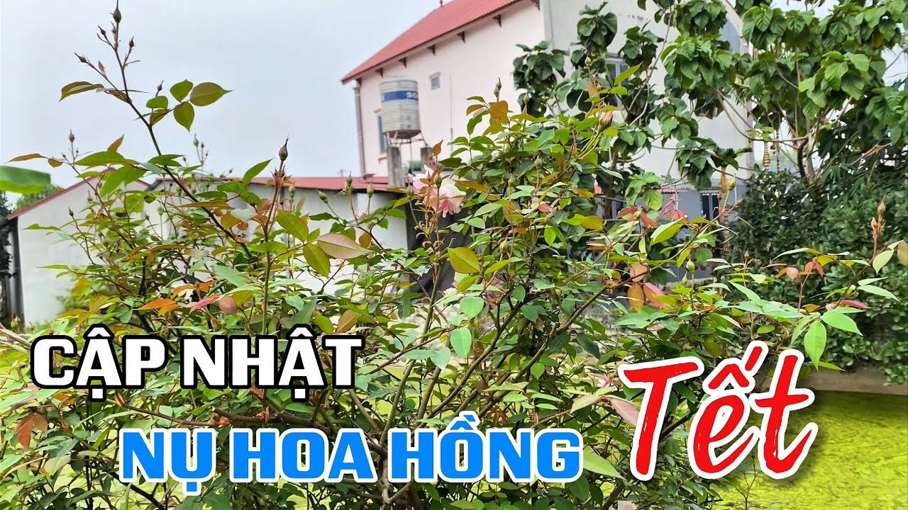 Cập nhật Nụ hoa hồng Tết âm lịch 2026