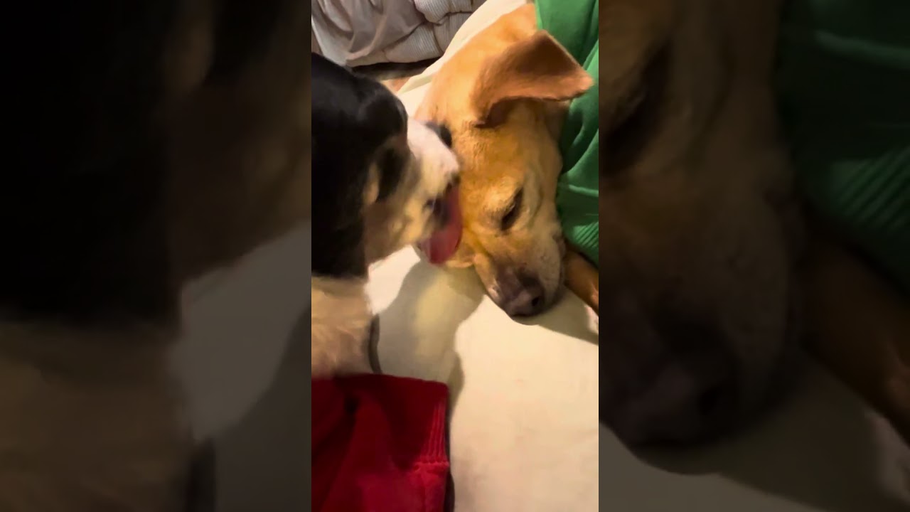 ASMR - Lizzie loves Bailey