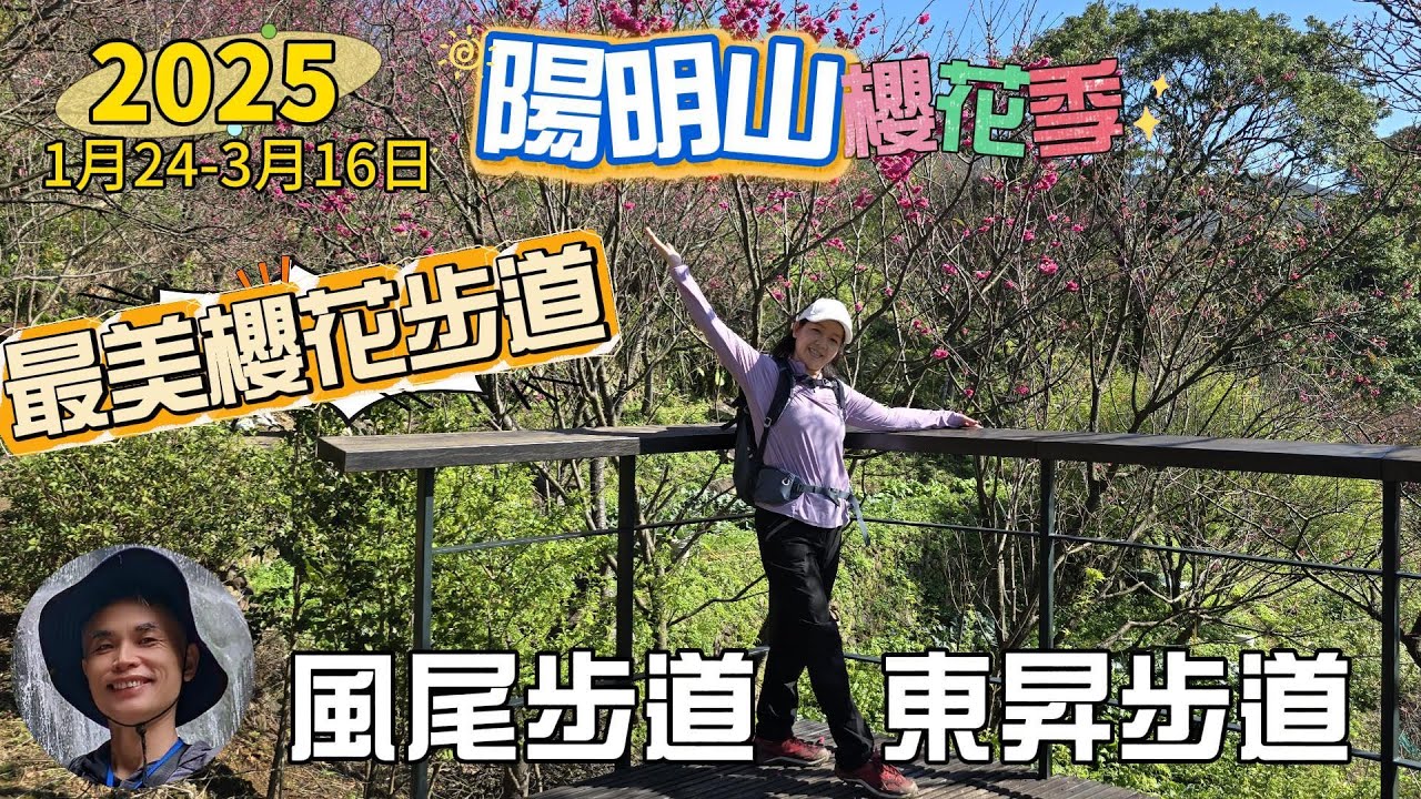 2025陽明山櫻花季，櫻花大爆發，最美的賞櫻步道，風尾步道、十八份頂圳步道、東昇步道、陽明公園，一路山櫻、八重櫻、墨染櫻、昭和櫻、吉野櫻枝頭綻放。