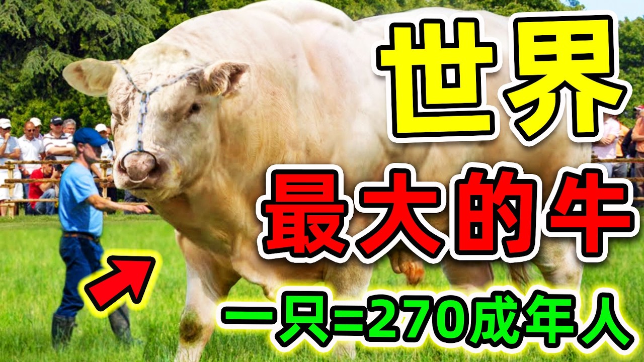 全世界最大的10只超級巨牛！第一名體重高達4000斤，比人類更強270倍，連貨車都差點壓垮。|#世界之最top #世界之最 #出類拔萃 #腦洞大開 #環球之最 #top10 #最大的牛