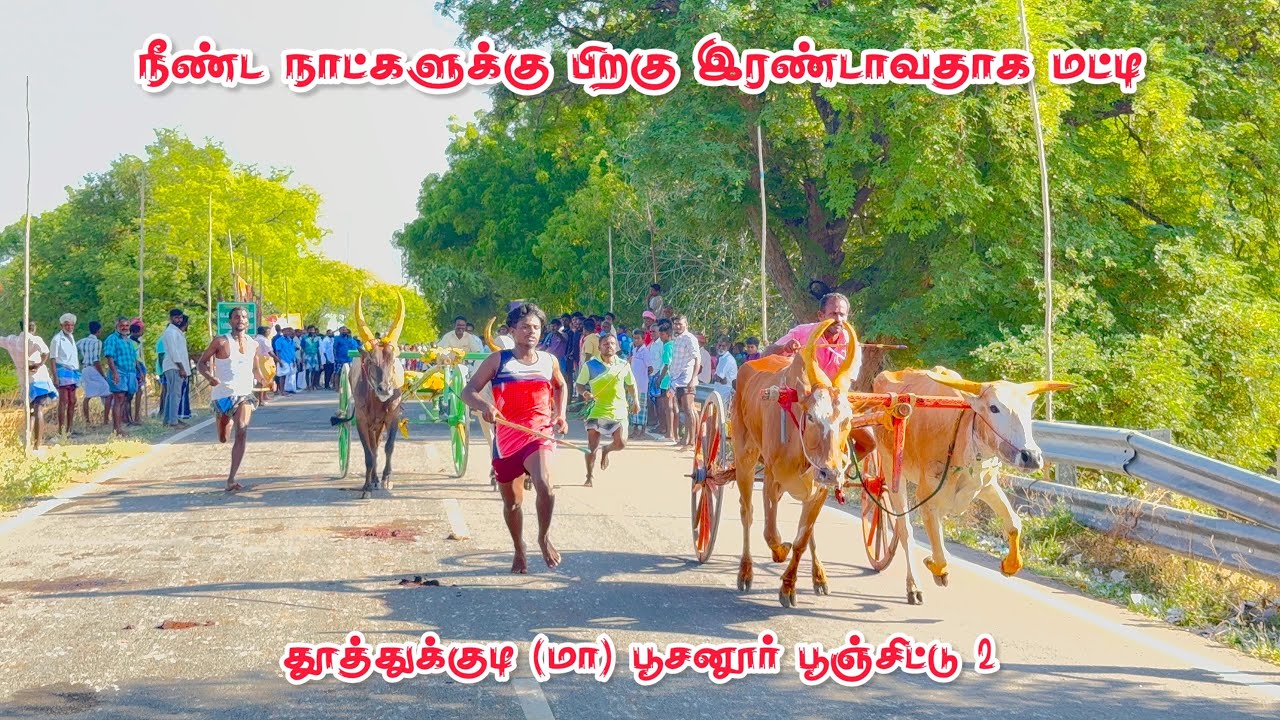 பூசனூர் பூஞ்சிட்டு 2 💥 #bullsrace #recklarace #animal #bull #jallikattukalai #jallikattu 