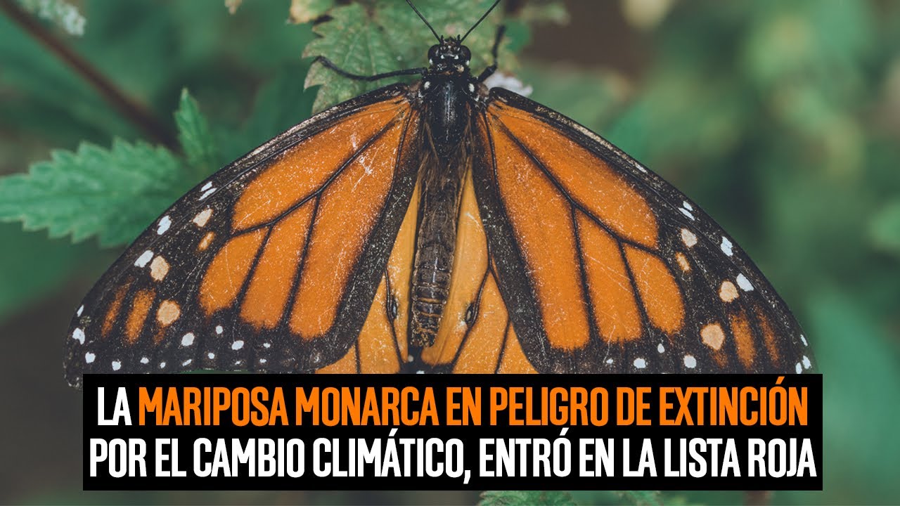 La mariposa monarca en peligro de extinción por el cambio climático, entró en la Lista Roja