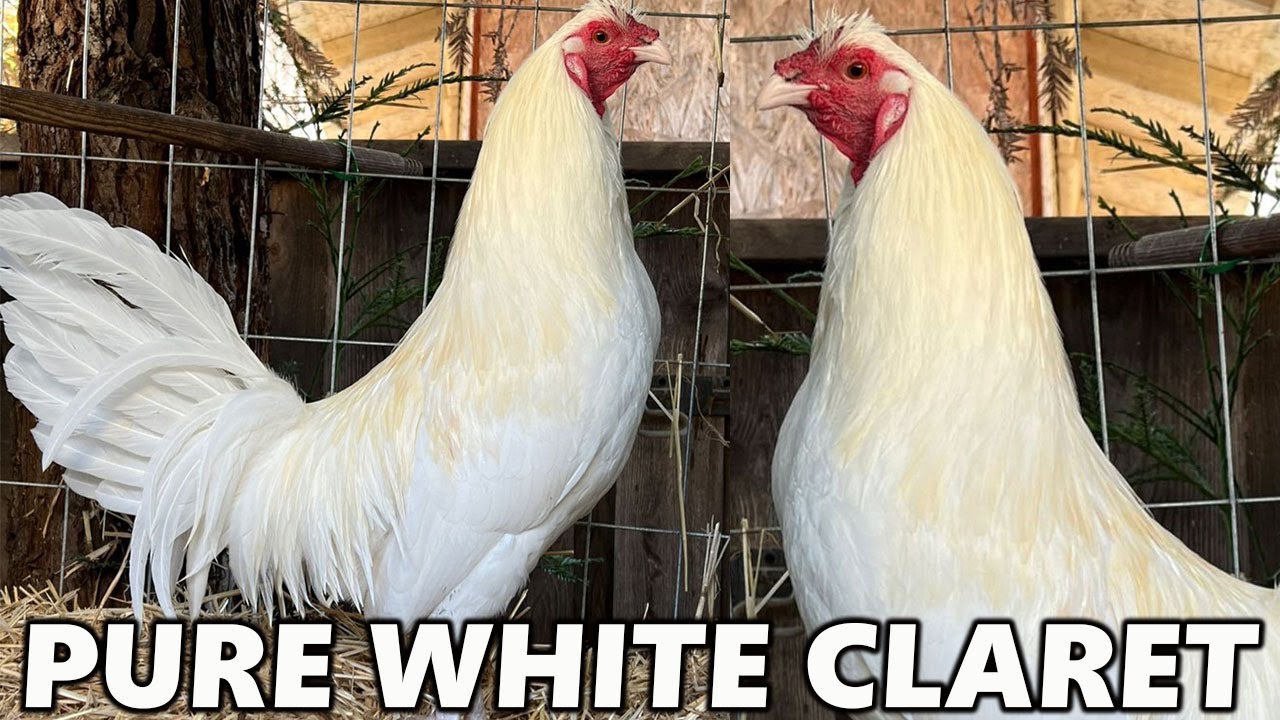 CALIFORNIA !! Pure White Claret Melsims SANTANA FARM Beautiful Birds