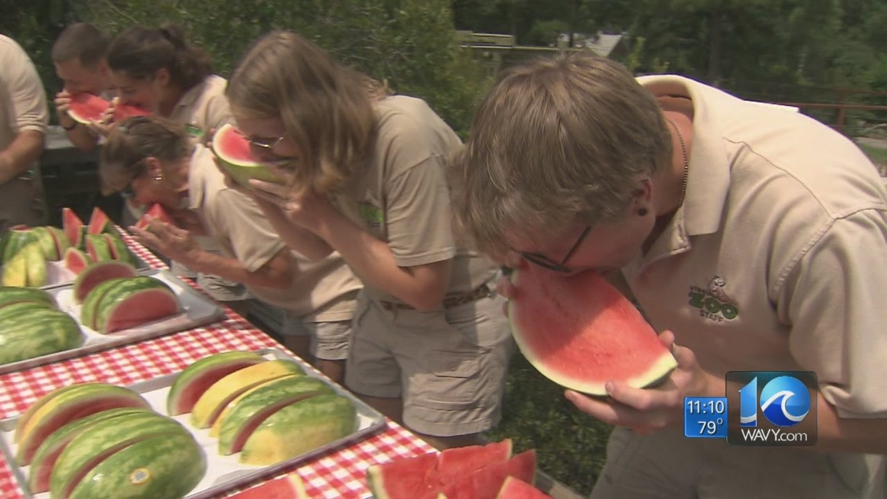 Virginia Zoo watermelon eating contest