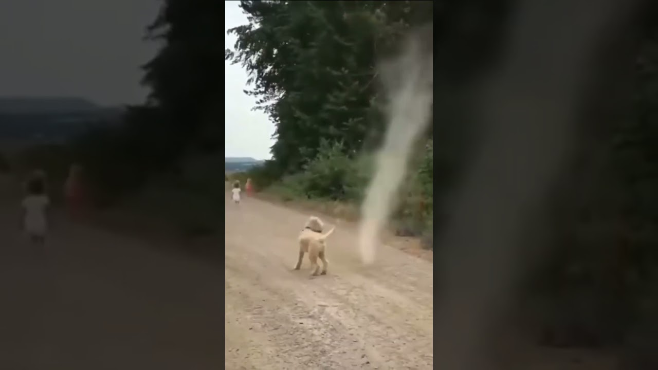 Dog stops tornado from forming    #animals  #shorts #dog #tornado #storm