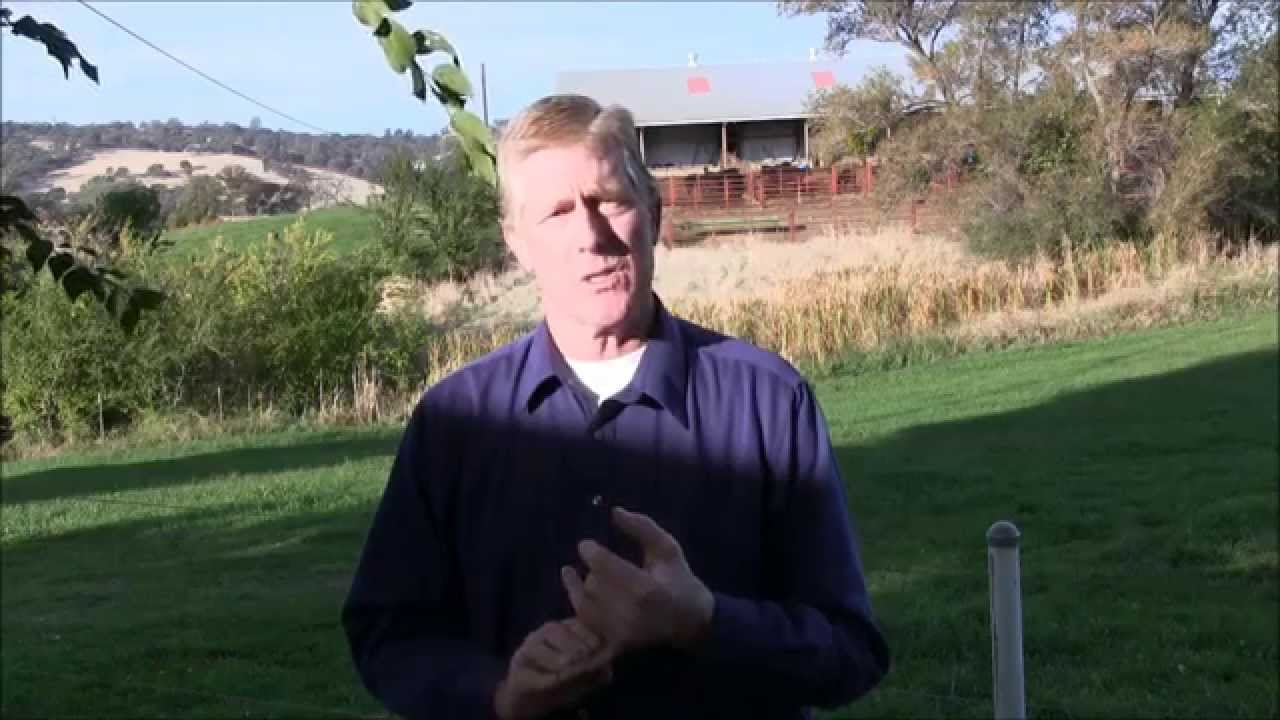 Rice Strawlage Feeding & Nutritional Analysis
