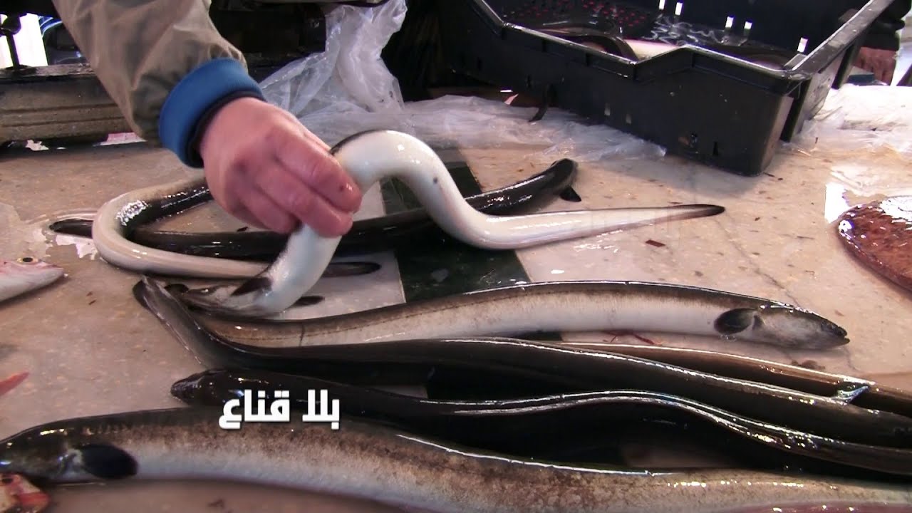 !! ثعباان البحر دواء للبرد والقريب هه فارماسي متنقل في مرشي الحوت بصفاقس والأسعار في متناول الجميع