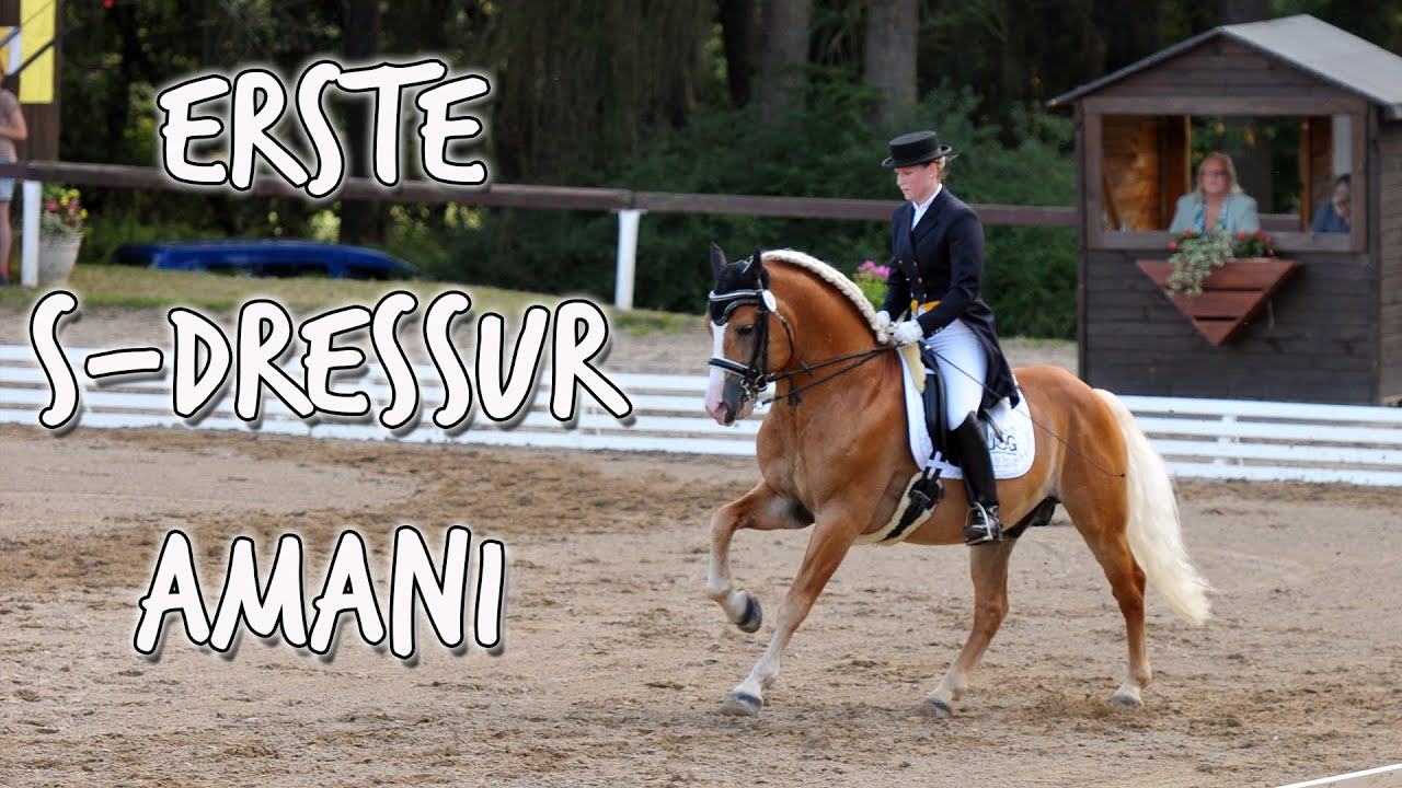 [Turnier] Dressurhaflinger Amani | Erste S-Dressur Gladenbach 2014