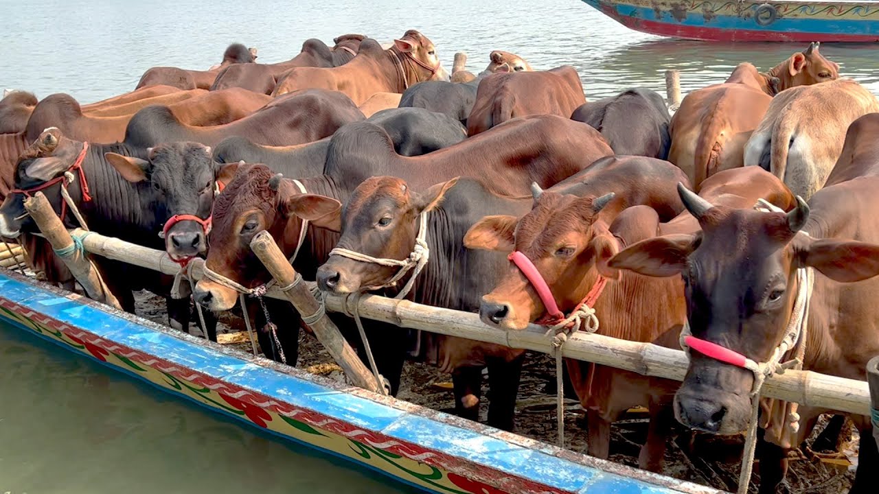 cow unloading cow videos cow video big cow goru hamba cow 586