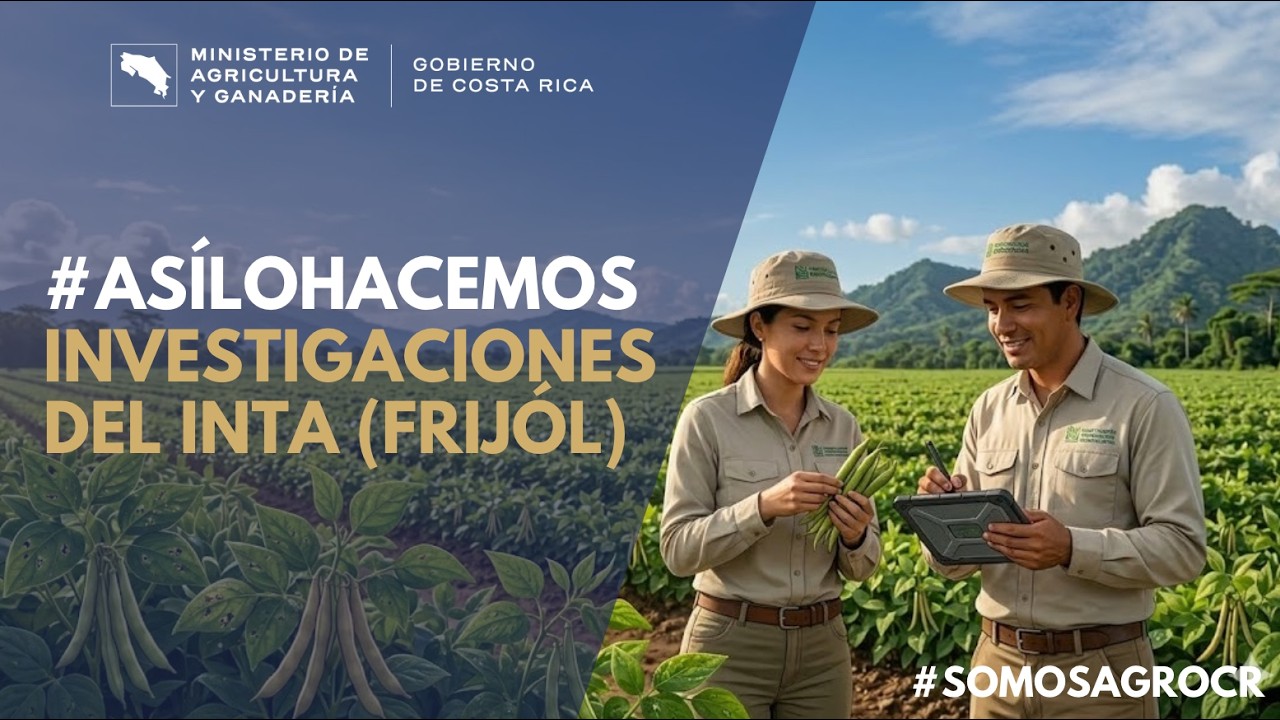 Investigación del INTA en frijol