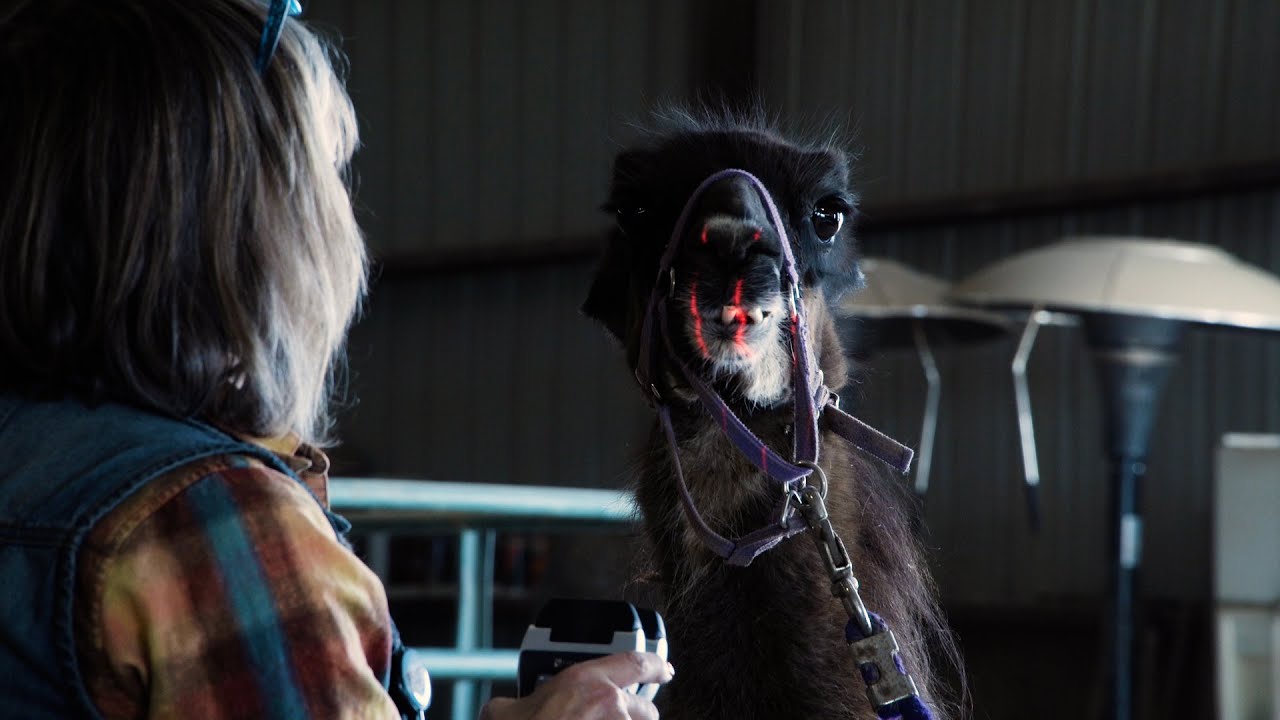 Tradition meets technology: A conventional vet offers non-conventional treatment