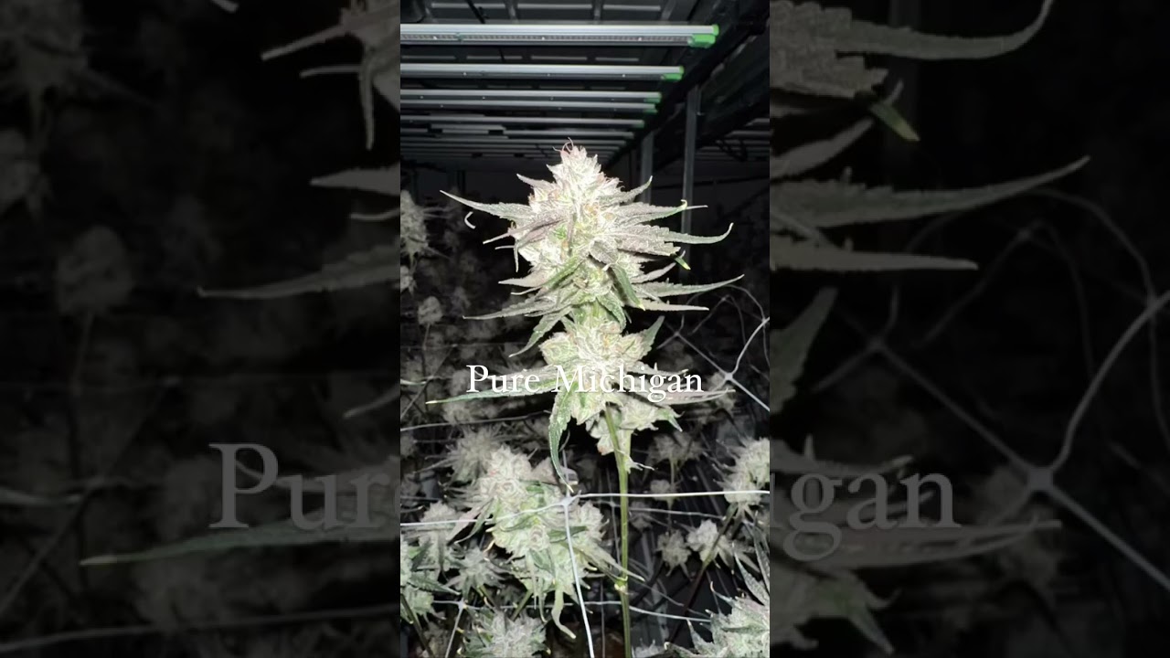 Best Horticulture LED Grow Lighting | Flexstar Advanced Lighting