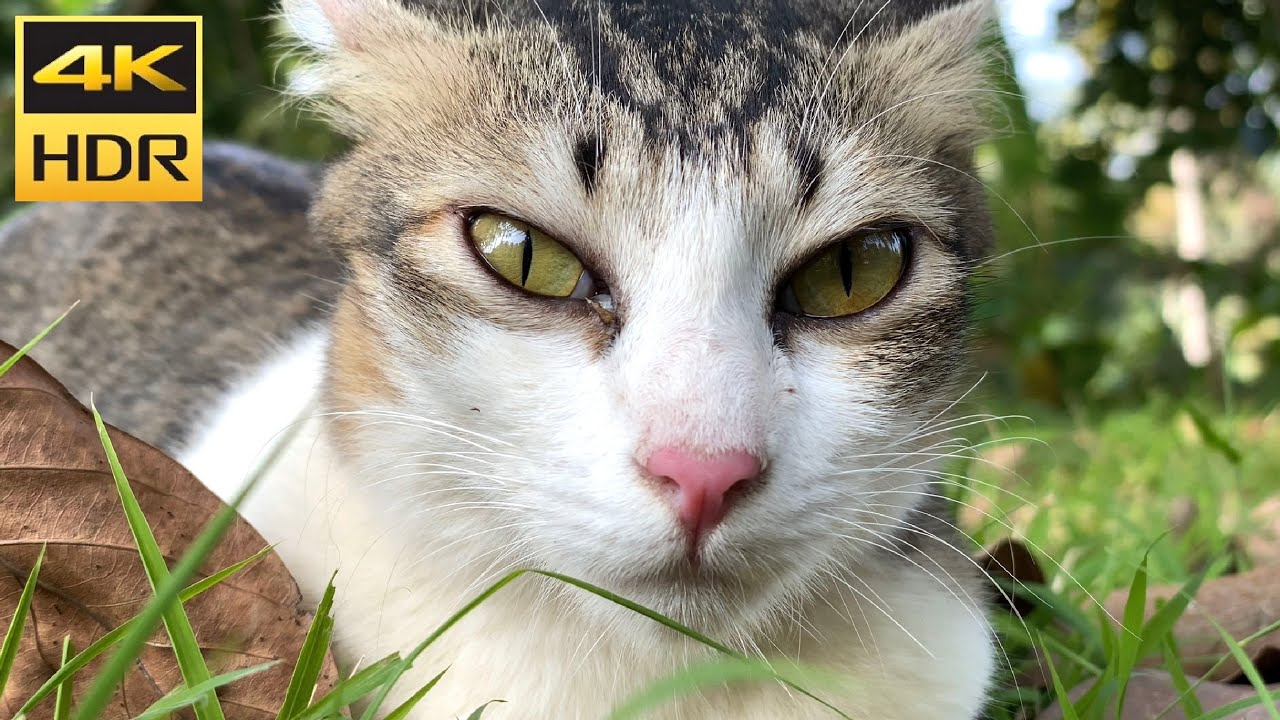 cat video 4K 60FPS HDR