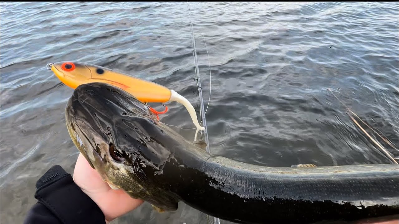 Pescuit la știucă pe balastieră| Nălucile care au schimbat tot!💥 #pikefishing #pike #fishing