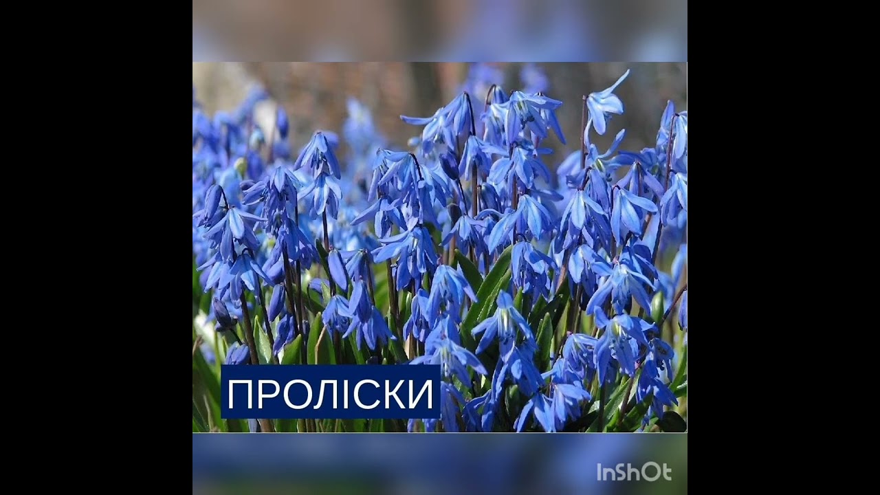 Кольоровий тиждень. День синій.