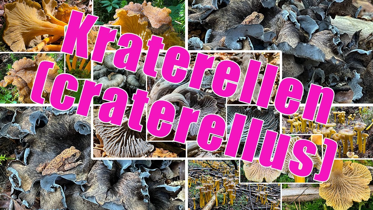 Herbstrompete, Grauer Pfifferling, Trompetenpfifferlinge, Gelbe Kraterelle | Die Gattung Craterellus