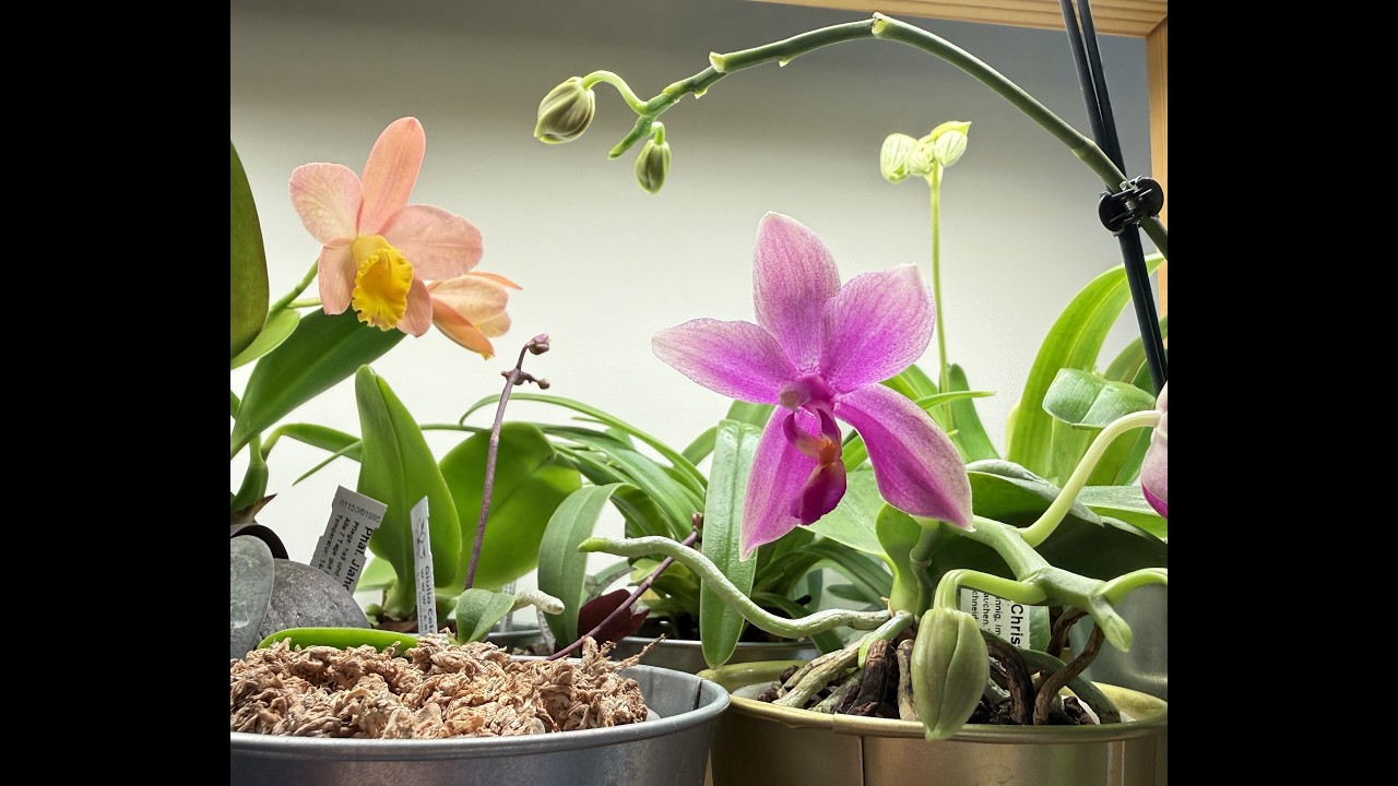 What's in bloom in February 2026! A tour of my blooming and budding plants.