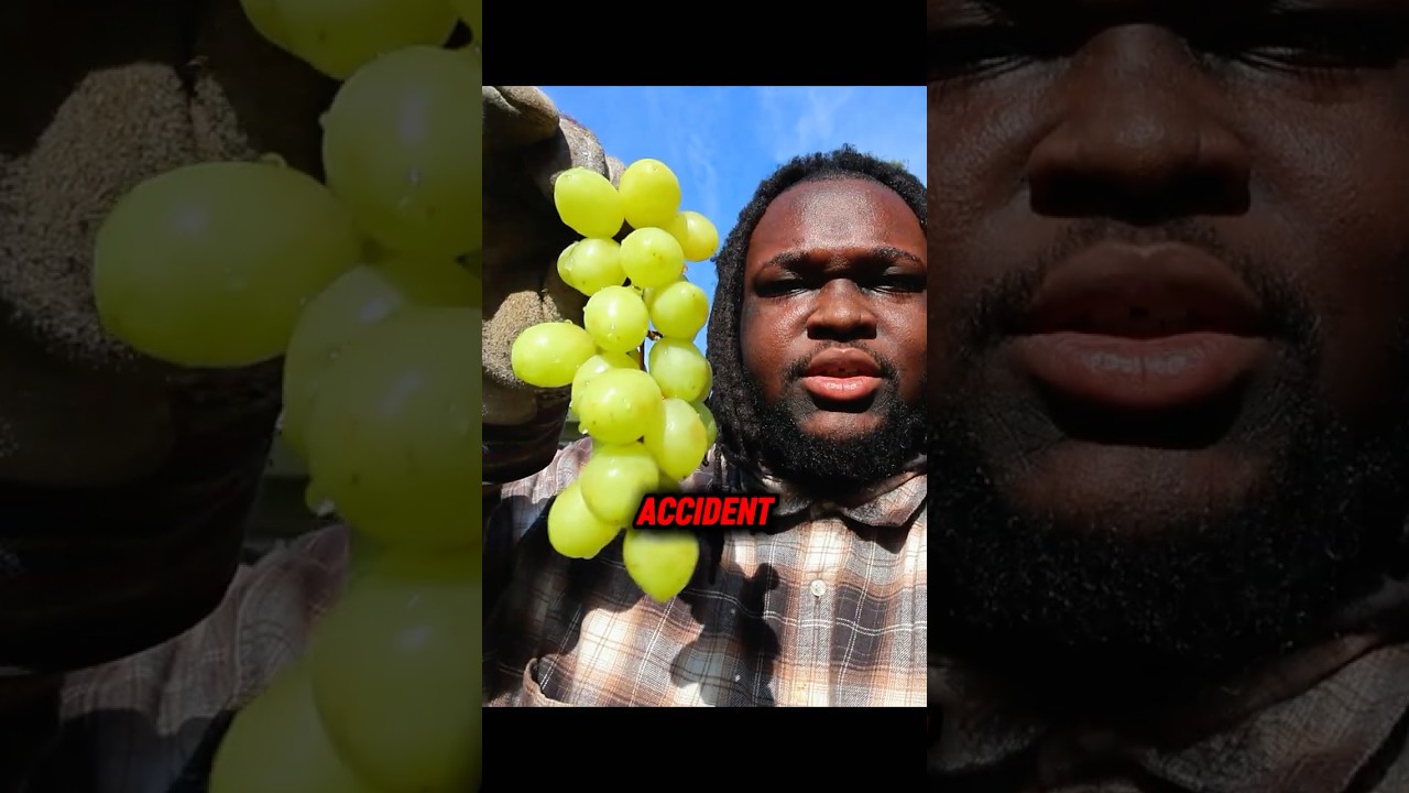 How Grapes Became White 🍇