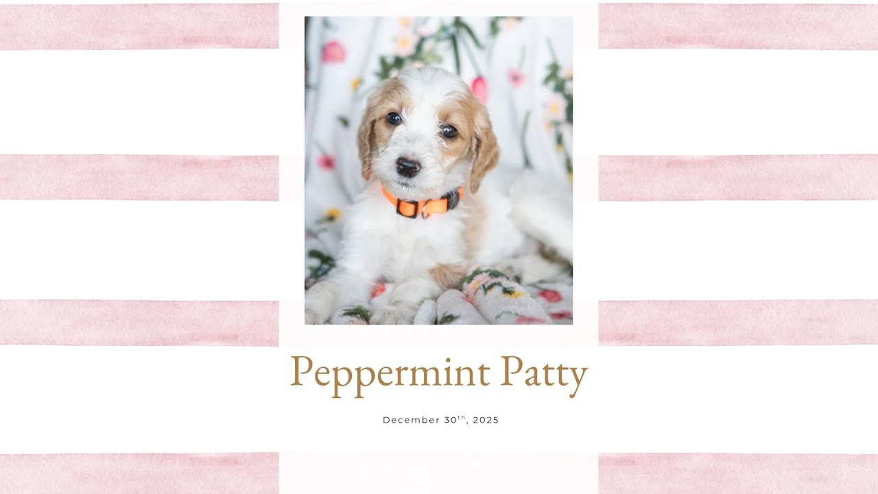 Peppermint Patty's Temperament Evaluation 
