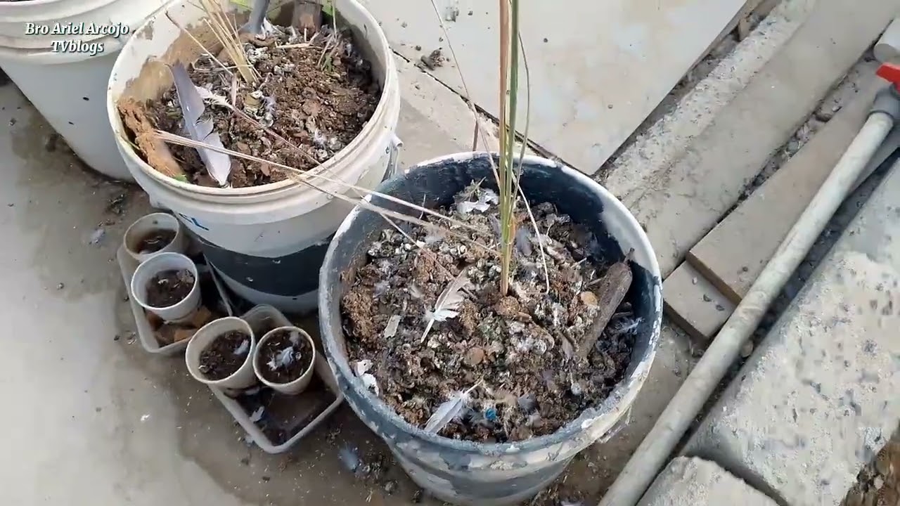 Pairing tayo kalapatids...