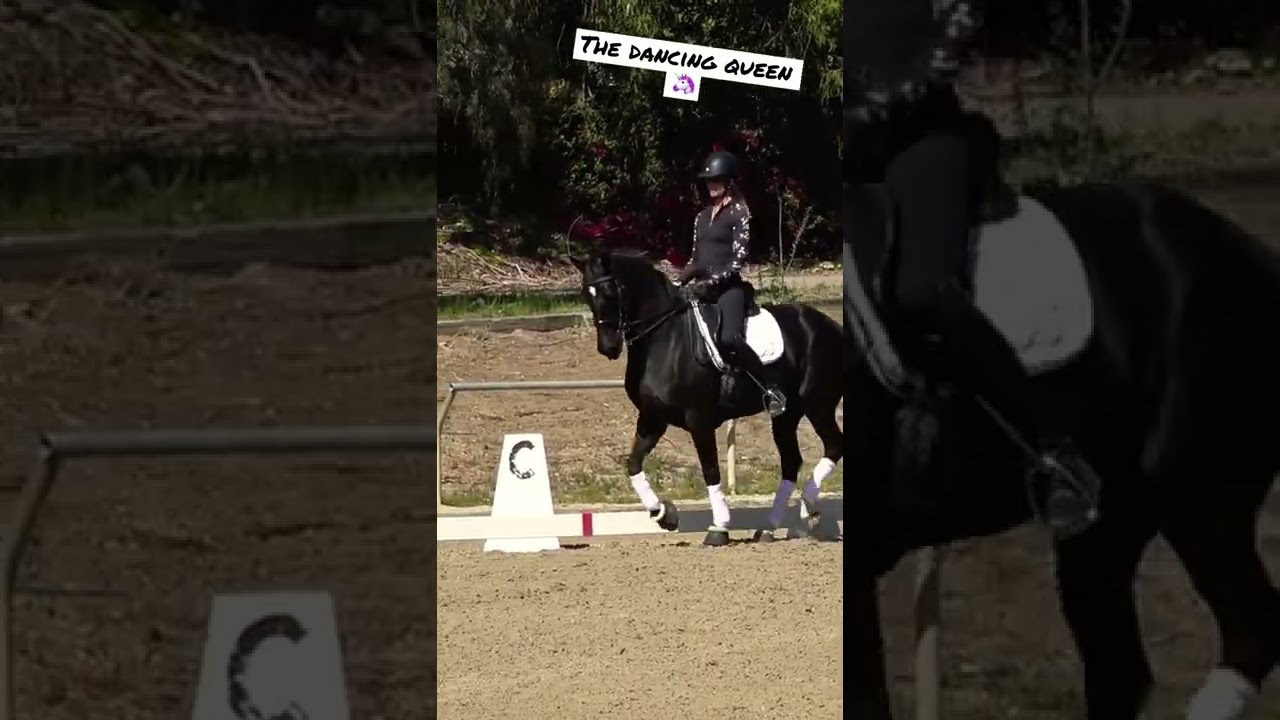 Dressage Horse! 