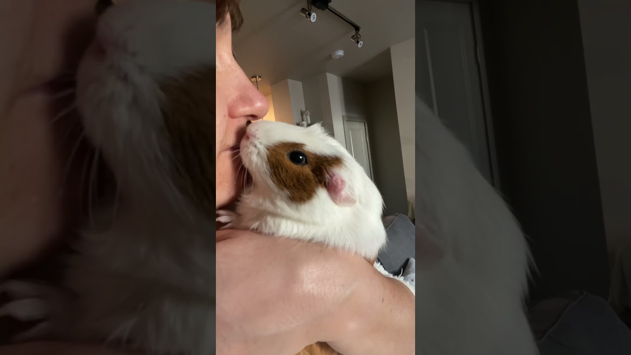 My emotional support 😌🫶🐹 #pets #guineapighome #guineapig #pet #cute #rodent
