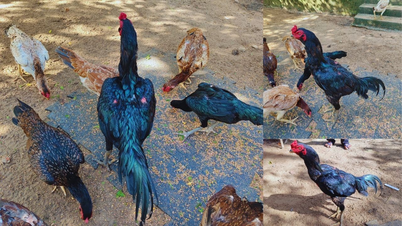 #criações de #galomura e galinhas se alimentando no quintal #galo  #galomurabrasileiro #criatorio 