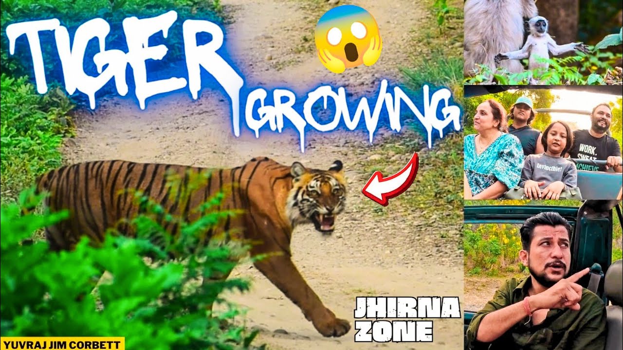 TIGER SIGHTING HUI HEAVY ALARM CALL AUR TIGER KI GROWLING K BAAD 😱 #yuvrajjimcorbett