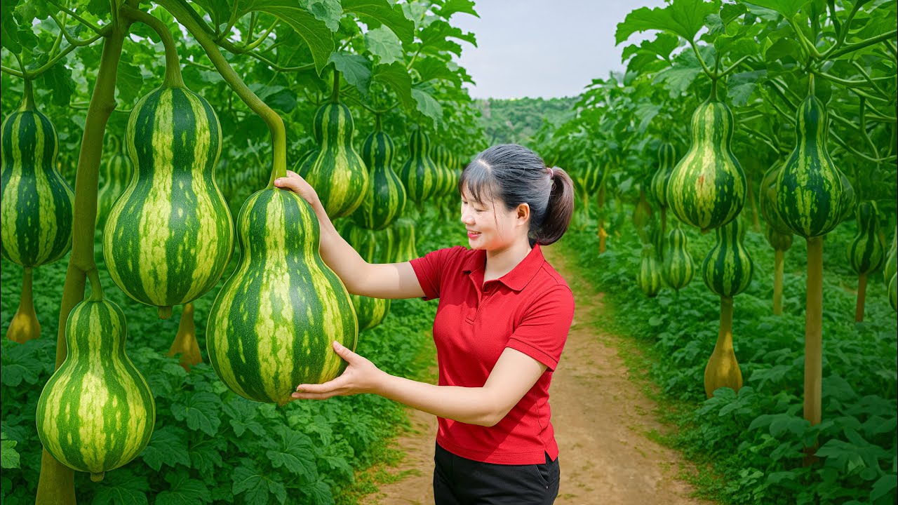 Lucky Day - Harvesting Sweet Watermelon Gourd Fruit Go To Market Sell – Nature’s Unexpected Creation