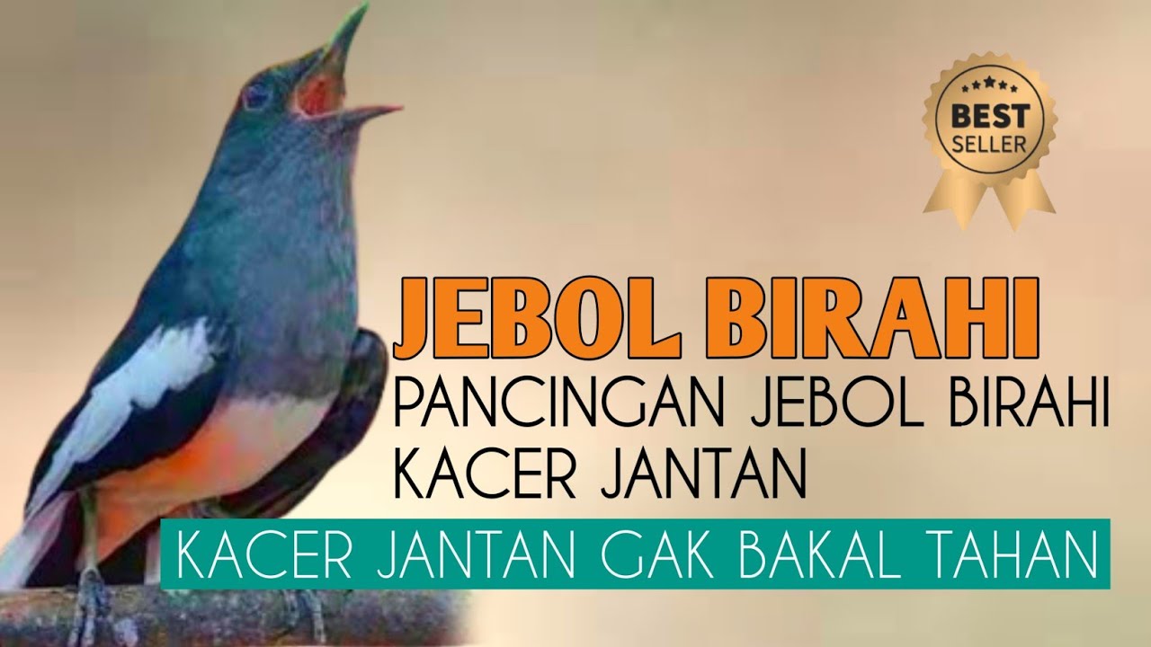 SUARA PANCINGAN BURUNG KACER AGAR CEPAT BUNYI DAN GACOR | KICAUAN KACER AMPUH