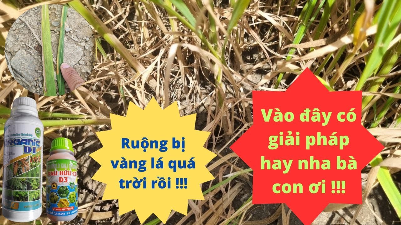 Thắc mắc về vàng lá trên lúa, biện pháp quản lý hiệu quả.
