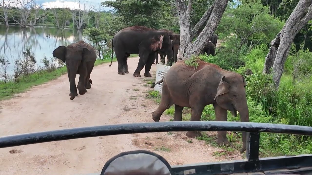 Sri Lanka Elephants |  Safari tour at Habarana