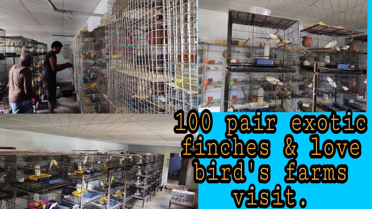 My brother farm visit:100 pair exotic finches & love bird's farms visit place: erode.