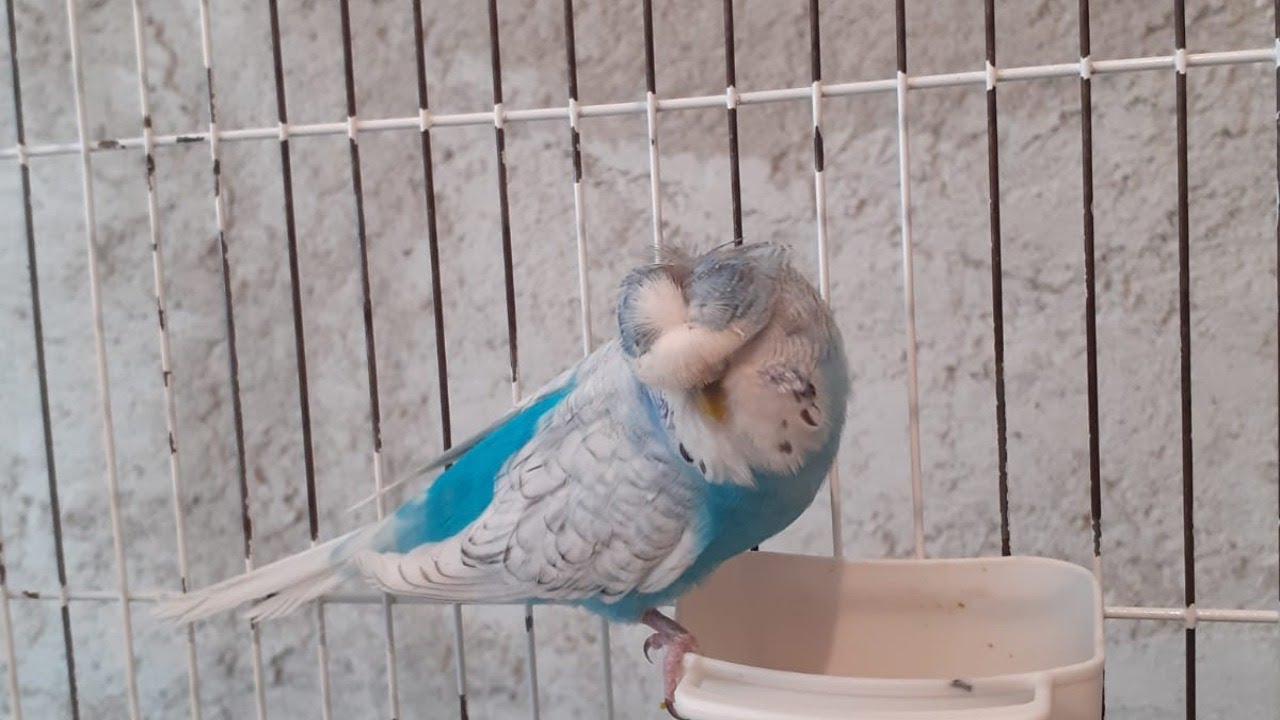 2 ÇİFT MUHABBET KUŞU VE 1KG MAMA ÇEKİLİŞİ