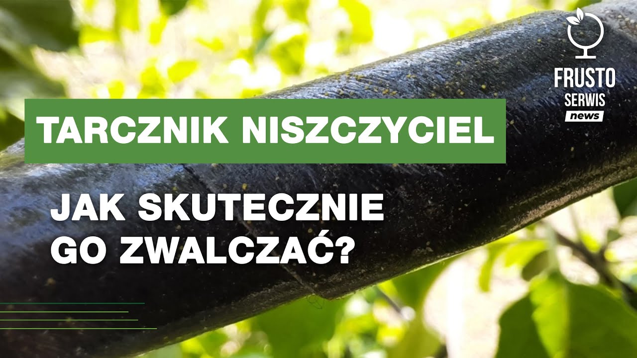 Tarcznik niszczyciel – jak skutecznie go zwalczać?
