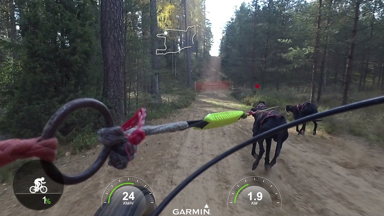 Latvian Open 2021, sleddog race in Ogre