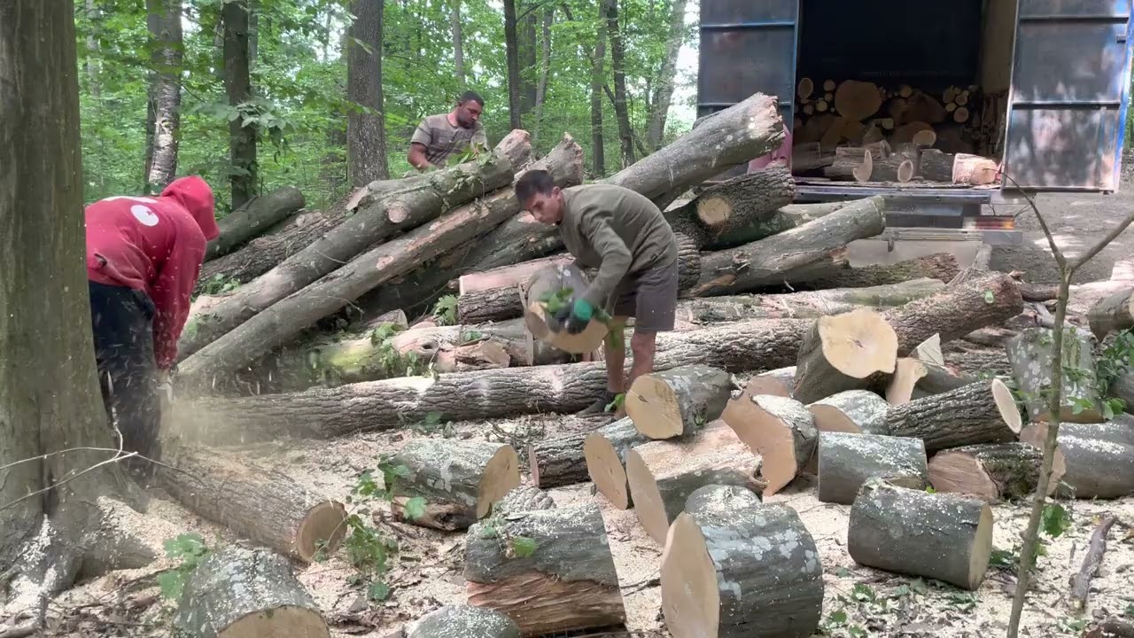 STIHL MS 361 & MS 462 C-M at Work | Powerful, Dangerous, Satisfying