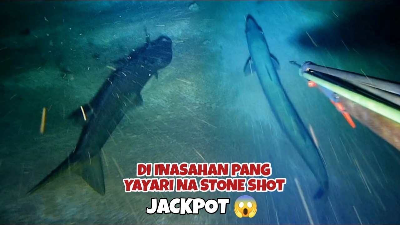 EP 494 DI INASAHAN PANG YAYARI NA STONE SHOT JACKPOT 😱 #spearfishing #fishing #fish