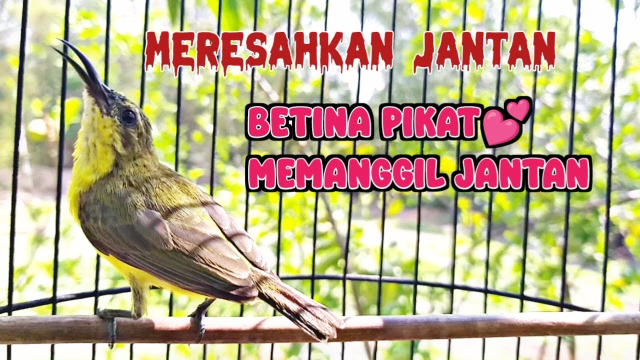 DIJAMIN RESPON ‼ SOGON BETINA MEMANGGIL JANTAN AMPUH UNTUK MENAIKKAN BIRAHI SOGON JANTAN