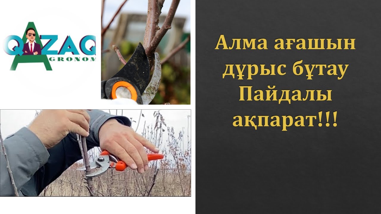Алма ағашын ДҰРЫС қырқу, бұтау…   #алма #қырқу #қазақша #обрезка #алма #pruning #жеміс