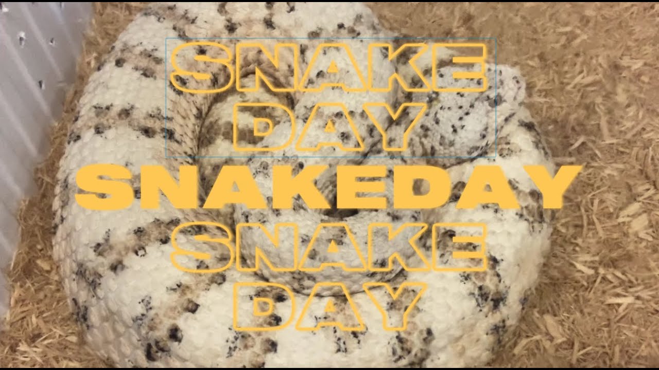 SNAKE DAY OCTOBRE 2021 + UNBOXING