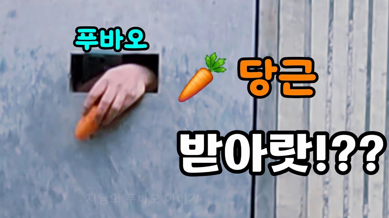26.3.15 마감전 🥕 당근 툭~떨어뜨려 푸바오 잠깨우기?