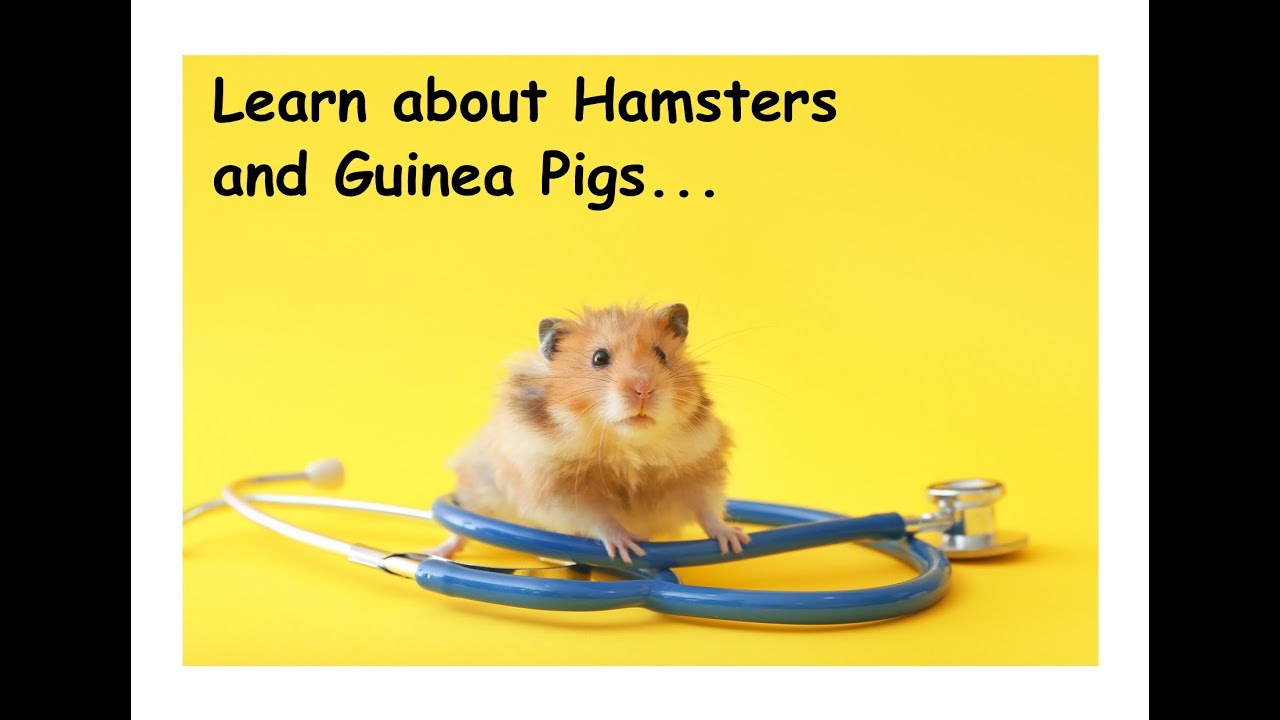 Hamster Care & Guinea Pigs | How To Look After Guinea Pigs | Keeping Hamsters | Home School For Kids