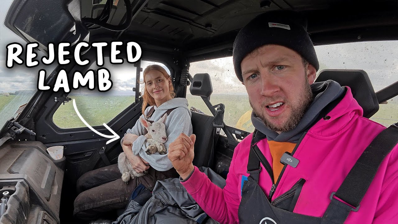 What is causing so many SHEEP to REJECT their LAMBS? - Lambing Day 11